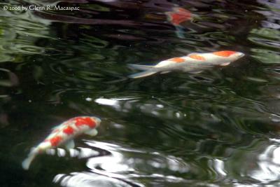 Pond