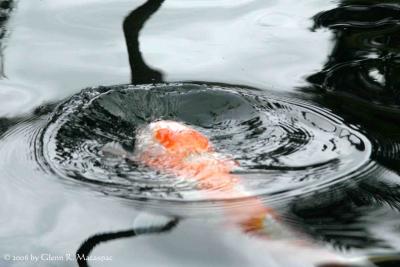 Ripple