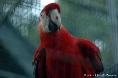 Red feather