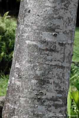 Bark