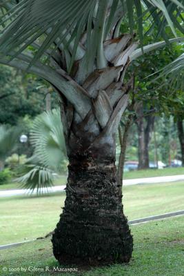 Trunk
