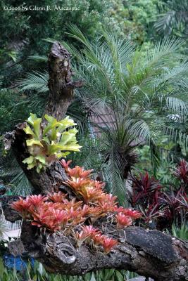 Fern