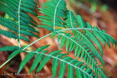 Ferns