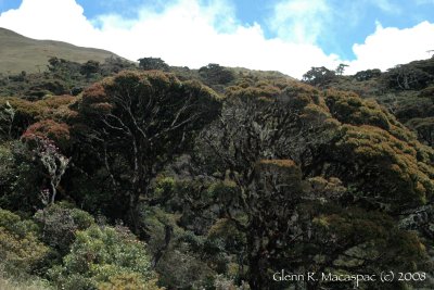 Mountain garden