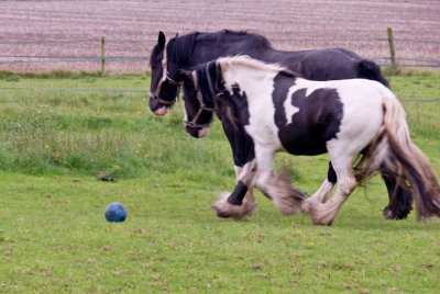Horse football!