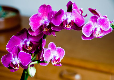 Orchid 27 Jan 2010