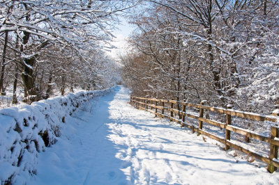 Snow scene 19 February 2010