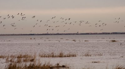 Birds at Southport 4 March 2010