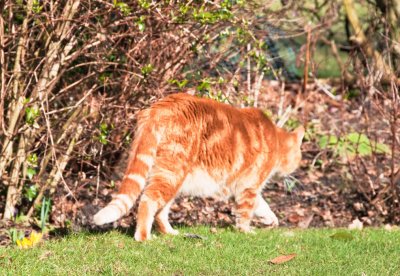 Tiger on patrol