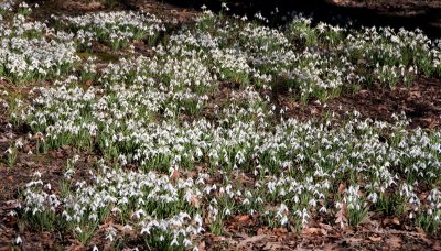 Snowdrops at Rufford Old Hall 7 March 2010