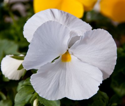 White Pansies 16 March 2010