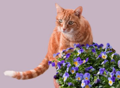 Monty and flowers