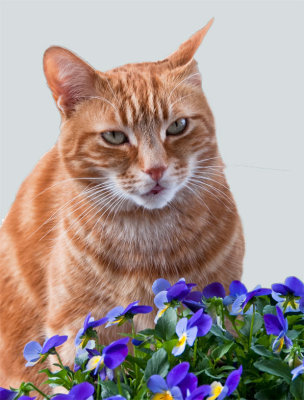 Monty and pansies 28 March 2010