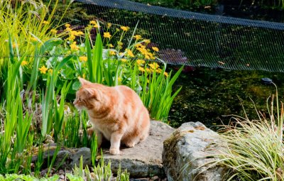 Monty peering at the blackbird