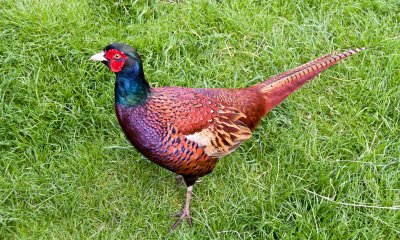 Pheasant