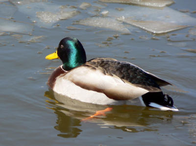 Duck on Burscough canal March 2006