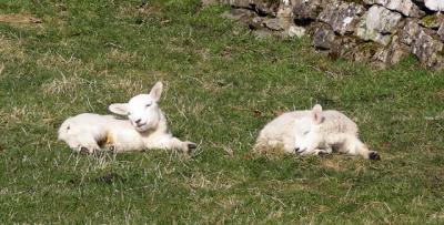 Lambs.