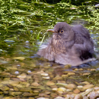 Blackbird bathing.