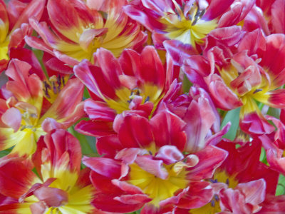 Tulips