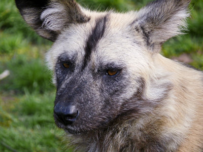 African Wild dog endangered species