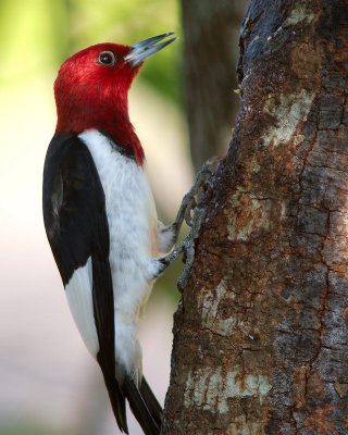redhead_woodpecker_dpr1_fm+curves2_800.jpg