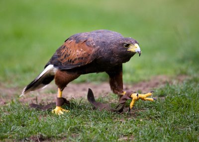 Harris Hawk (Parabuteo unicinctus)