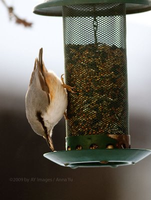 Eurasian Nuthatch (Sitta europaea)