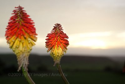 Sunset at Wanganui