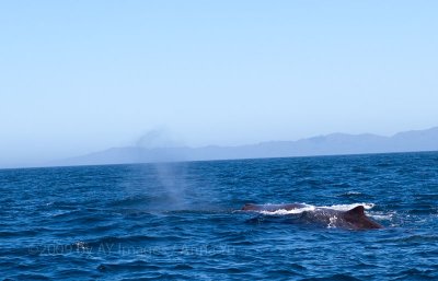 Whale watch Kaikoura