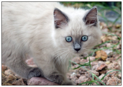 Blue Eyes