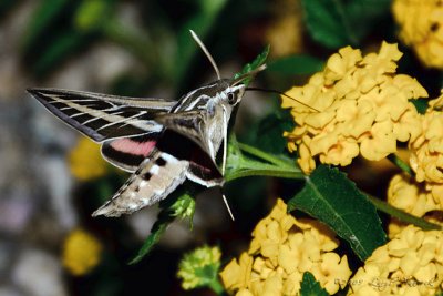 Hummingbird Moth