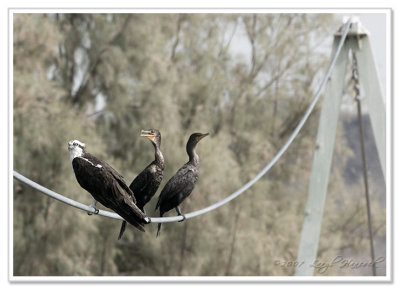 1 Osprey, 2 Cormorants