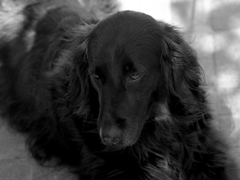 Tour Dog