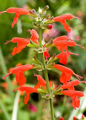 Small Flowers