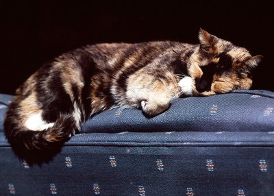Sun Cat #3