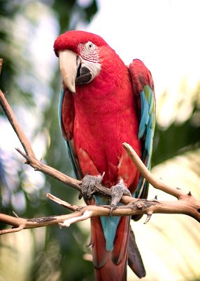 WAP Parrot
