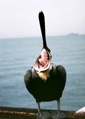 Pelican on the Pier #3