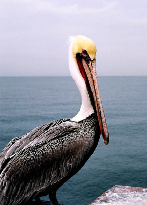 Pelican on the Pier #2