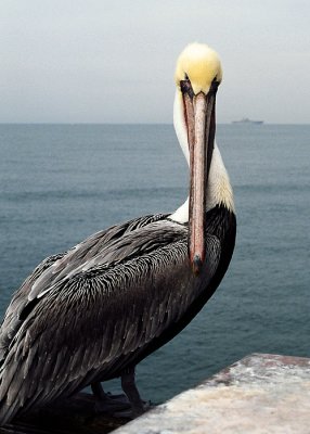 Pelican on the Pier #1