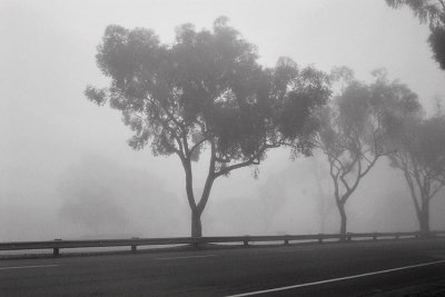 Foggy Morning Along the Coast