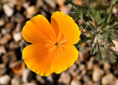 Front Yard Poppy
