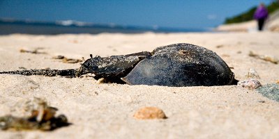 Find Along the Beach