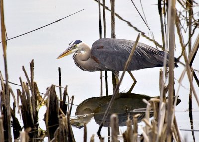 Swamp Bird