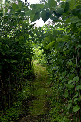 The Path Down to the Bog