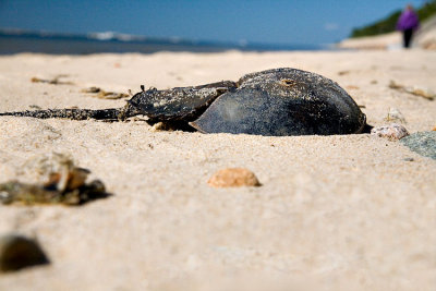 Horseshoe Crab Shell
