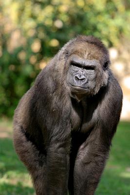 Gorilla Portrait 5933