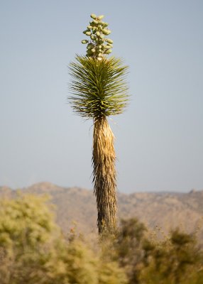 Lone Joshua Tree