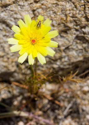 Small Flower/Small Bug