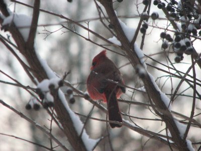 Cardinal Papa