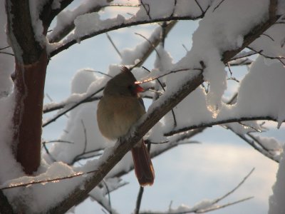 IMG_9016.jpg